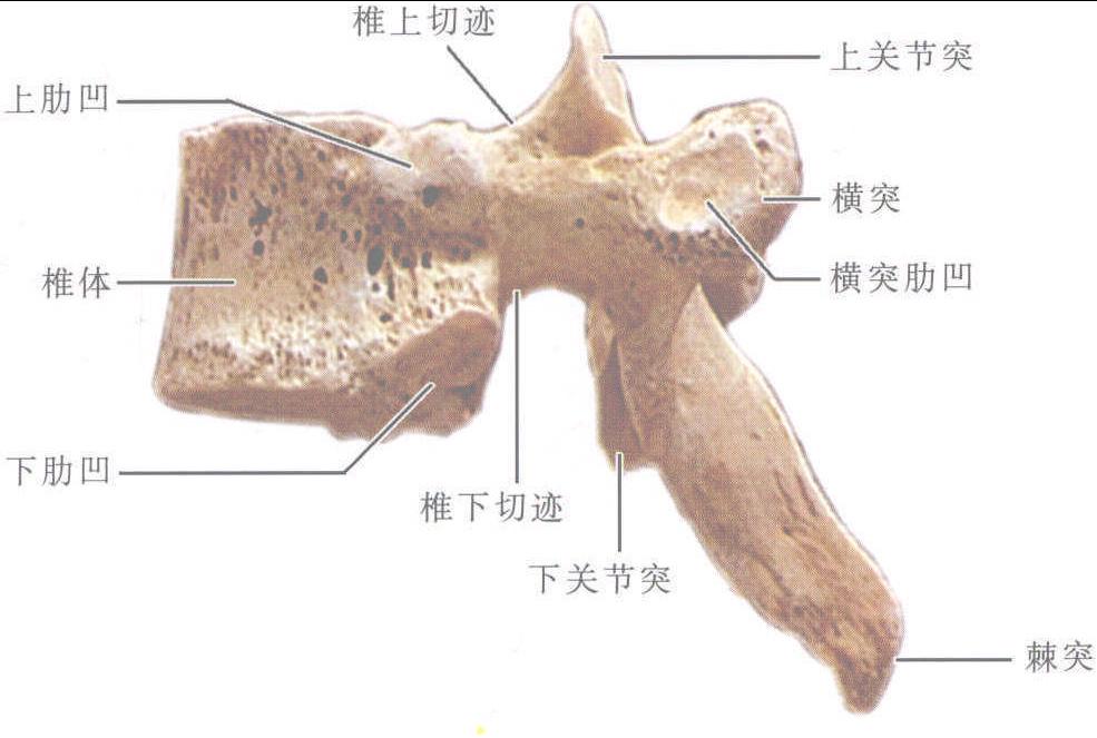 图1-1-5 椎骨的基本形态
